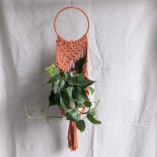 Macrame Wall Planter