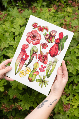 Carnivorous Plants Print