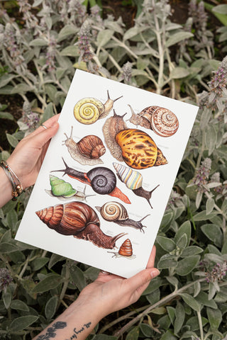 Land Snails Print