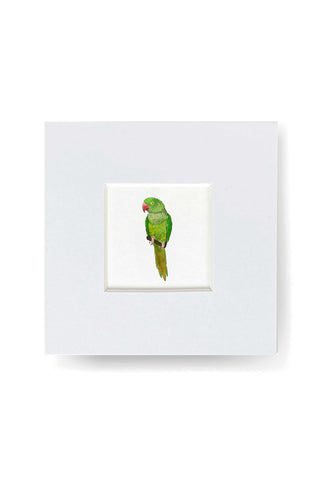 Tiny Print - Parakeet