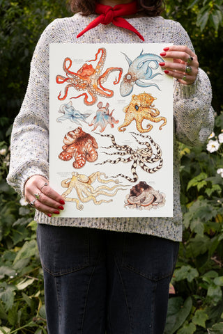 Octopus Species Print