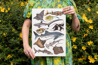Sharks & Rays Print